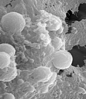 Gene Cell Tissue