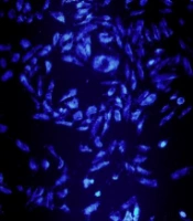 Gene Cell Tissue