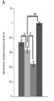 Bone Marrow Mesenchymal Stem Cell with Up-Regulation of MicroRNA-206 in the Treatment of Bronchopulmonary Dysplasia in Newborn Mice