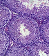 Gene Cell Tissue