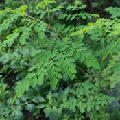 Evaluation of In vivo Antimalarial Activities of leaves of <i>Moringa oleifera</i> against <i>Plasmodium berghei</i> in Mice