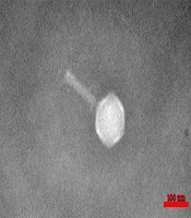 Jentashapir Journal of Cellular and Molecular Biology