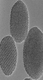 Inhibitory Effects of Silica Nanoparticles Loaded with Hematoporphyrin on Breast Cancer Cell Line