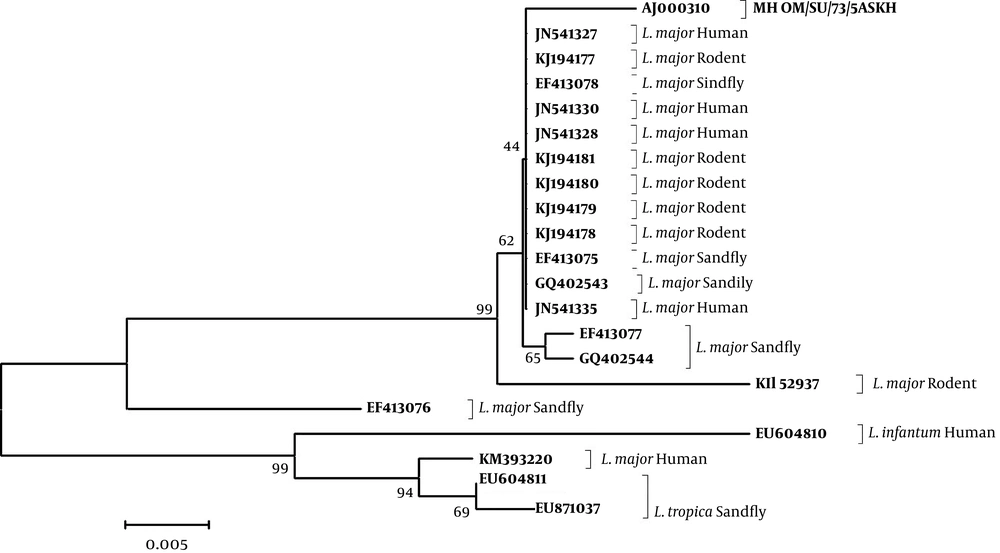 Maximum Likelihood Bootstrap Tree Showing the Relationships of the Haplotypes of the ITS1-rDNA Gene Fragment for the Isolates of Three <i>Leishmania</i> species Maximum Likelihood Bootstrap Tree Showing the Relationships of the Haplotypes of the ITS1-rDNA Gene Fragment for the Isolates of Three <i>Leishmania</i> species