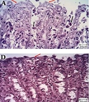 Jundishapur Journal of Natural Pharmaceutical Products