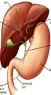 Evaluation of Bilirubin, Phosphorus, Calcium and Cholesterol Levels in Bile of Livers Consistent with Hepatic Fascioliasis
