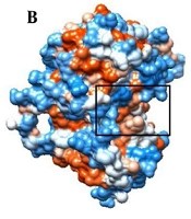 Iran J Pharm Res