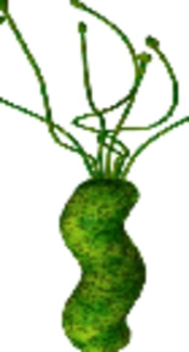 The Association of <i>Helicobacter pylori</i> Infection with Endothelial Dysfunction in Pediatric Patients