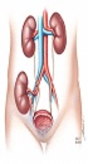 Pregnancy and Renal Transplantation
