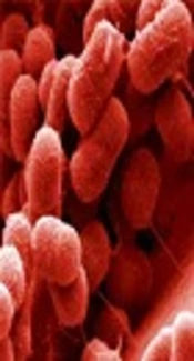 Efflux Pump Inhibitor Carbonyl Cyanide 3-Chlorophenylhydrazone (CCCP) Effect on the Minimum Inhibitory Concentration of Ciprofloxacin in <i>Acinetobacter baumannii</i> Strains