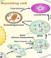 Jentashapir J Cell Mol Biol