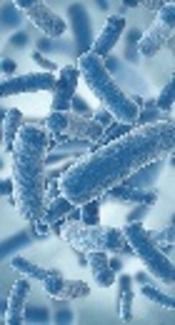 Detection of IS<i>903</i>, IS<i>26</i> and IS<i>Ecp1</i> Elements in CTX-M-Producing <i>Klebsiella pneumoniae</i> and <i>Escherichia coli</i> Isolates From Patients with Leukemia in Iran