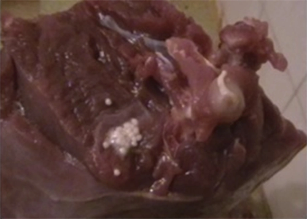 <i>Coenurus serialis</i> in muscle of rabbit <i>Coenurus serialis</i> in muscle of rabbit