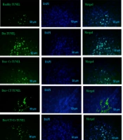 Gene Cell Tissue