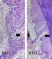 Journal of Skin and Stem Cell