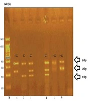 Jentashapir J Cell Mol Bio