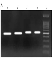 Archives of Pediatric Infectious Diseases