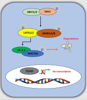 Jentashapir J Cell Mol Biol