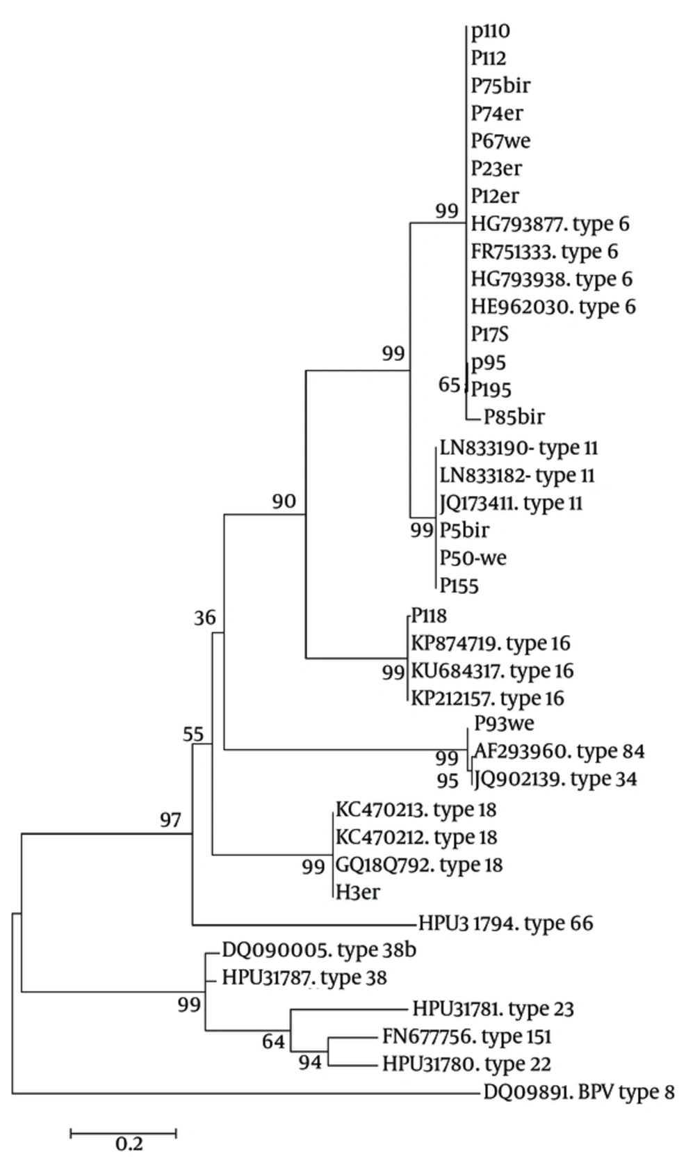 The Maximum Likelihood Phylogenic (ML) Tree of HPV L1 Gene Sequences from Current Isolates in an Alignment with Reference Isolates of Aligned Sequences, Constructed in Mega- 6 Software. Phylogeny Reconstruction Was Done with ML Test and Kimura 2-Parameter Model, Rates Among Sites Was Gamma Distribution, Selected Codon Were 1<sup>st</sup>, 2<sup>nd</sup>, 3<sup>rd</sup> and Non- Coding Sites. In Order to Test the Validity of Tree, the Bootstrapping of 1000 Replication Was Used. There Were a Total of 315 Positions in the Final Dataset. The Tree with the Highest Log Likelihood (-3324.8468) Is Shown. The Accession Number of Reference Sequences and HPV Types Were Given in the Front of Branches. The Symbols Except the Accession Numbers Are Sequences of Current Study The Maximum Likelihood Phylogenic (ML) Tree of HPV L1 Gene Sequences from Current Isolates in an Alignment with Reference Isolates of Aligned Sequences, Constructed in Mega- 6 Software. Phylogeny Reconstruction Was Done with ML Test and Kimura 2-Parameter Model, Rates Among Sites Was Gamma Distribution, Selected Codon Were 1<sup>st</sup>, 2<sup>nd</sup>, 3<sup>rd</sup> and Non- Coding Sites. In Order to Test the Validity of Tree, the Bootstrapping of 1000 Replication Was Used. There Were a Total of 315 Positions in the Final Dataset. The Tree with the Highest Log Likelihood (-3324.8468) Is Shown. The Accession Number of Reference Sequences and HPV Types Were Given in the Front of Branches. The Symbols Except the Accession Numbers Are Sequences of Current Study