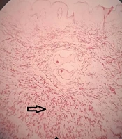 Journal of Skin and Stem Cell