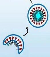 Archives of Pediatric Infectious Diseases