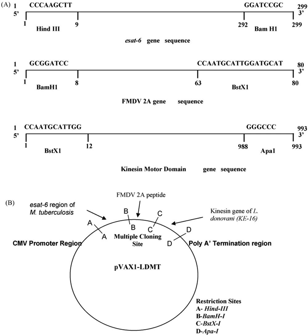 A novel chimeric DNA vaccine comprising the esat-6 gene of <i>M. tuberculosis</i>. B, The kinesin motor domain gene of <i>Leishmania donovani</i> adapted from Dey et al., 2009 (<a href="#A121894REF69">69</a>). A novel chimeric DNA vaccine comprising the esat-6 gene of <i>M. tuberculosis</i>. B, The kinesin motor domain gene of <i>Leishmania donovani</i> adapted from Dey et al., 2009 (<a href="#A121894REF69">69</a>).