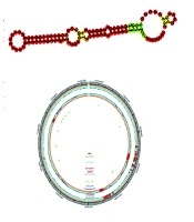 Gene, Cell and Tissue