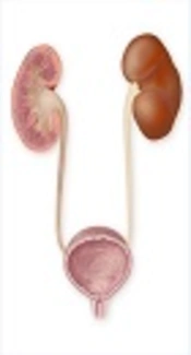 Is Renal Bladder Ultrasound Necessary in Monosymptomatic Primary Nocturnal Enuresis? A Case Control Study