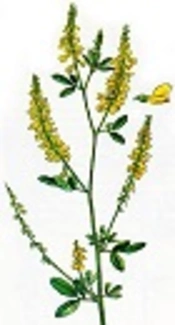 https://studopedia.ru/14_107314_Sophora-pachycarpa.html