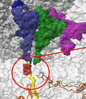 Jundishapur J Microbiol