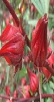 Comparison of <i>Hibiscus sabdariffa</i> L. Extract and Enalapril with Regard to Their Effect on Lung Fibrosis in a Bleomycin-induced Rat Model of Lung Fibrosis