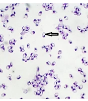 Jentashapir J Cell Mol Biol