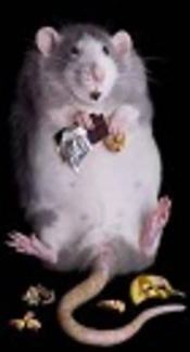 High Fat Diet- Induced Neurotoxicity Alters Following vitamin E and C Administration in Hippocampus of Male Rats