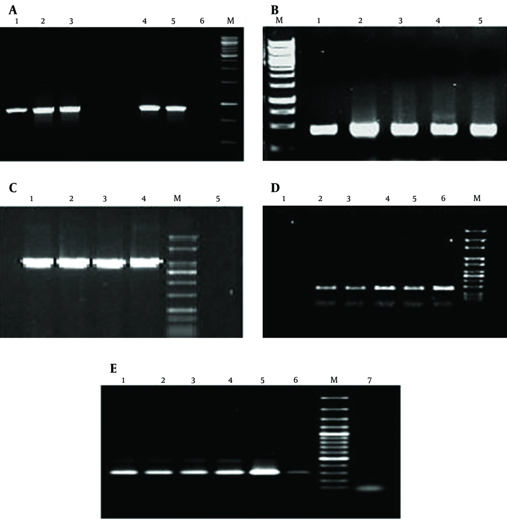 PCR Amplifications Performed in This Study. A) PCR amplification of integrase gene (int) of class 1 integron; lanes 1-4: int+ isolates, lane 5: positive control, lane 6: negative control. B) PCR amplification of eae gene; lanes 1-4: eae+ isolates, lane 5: positive control. C) PCR amplification of ipaH gene; lanes 1-3: ipaH+ isolates, lane 4: positive control, lane 5: negative control. D) PCR amplification of hilA gene; lanes 3-6: hilA+ isolates, lane 2: positive control, lane 1: negative control. E) PCR amplification of 16s-23s intergenic spacer region of <i>V. cholerae</i>; lanes 2-6: positive isolates, lane 1: positive control, lane 7: negative control.