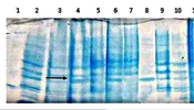 Jentashapir J Cell Mol Biol