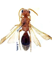 Arch Clin Infect Dis