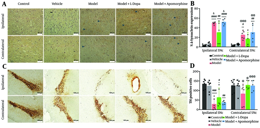 Immuno-reactivity for alpha-synuclein (A), and The mean percentage of alphasynuclein expression (B), and tyrosine hydroxylase (TH) (C) in various groups within ipsilateral and contralateral areas of substantia nigra pars compacta (SNc); the brown colors (dark blue arrowhead) in A and the brown colors in C show immuno-reactivity for alpha-synuclein, and TH immunohistochemical (IHC) staining respectively. The mean TH positive cells (D) were shown in various group within ipsilateral and contralateral areas of SNc (*P < 0.05, **P < 0.01, ***P < 0.001, and ****P < 0.0001 illustrate comparison with control group; #P < 0.05, ##P < 0.01, ###P < 0.001, and ####P < 0.0001 illustrate comparison with vehicle group; &P < 0.05 illustrate comparison with model + levodopa (L-Dopa) group; @P < 0.05, @@P < 0.01, and @@@P < 0.001 illustrate comparison of ipsilateral SNc with contralateral SNc in each group. All data presented as mean ± standard deviation; n = six animals in each group). Immuno-reactivity for alpha-synuclein (A), and The mean percentage of alphasynuclein expression (B), and tyrosine hydroxylase (TH) (C) in various groups within ipsilateral and contralateral areas of substantia nigra pars compacta (SNc); the brown colors (dark blue arrowhead) in A and the brown colors in C show immuno-reactivity for alpha-synuclein, and TH immunohistochemical (IHC) staining respectively. The mean TH positive cells (D) were shown in various group within ipsilateral and contralateral areas of SNc (*P < 0.05, **P < 0.01, ***P < 0.001, and ****P < 0.0001 illustrate comparison with control group; #P < 0.05, ##P < 0.01, ###P < 0.001, and ####P < 0.0001 illustrate comparison with vehicle group; &P < 0.05 illustrate comparison with model + levodopa (L-Dopa) group; @P < 0.05, @@P < 0.01, and @@@P < 0.001 illustrate comparison of ipsilateral SNc with contralateral SNc in each group. All data presented as mean ± standard deviation; n = six animals in each group).
