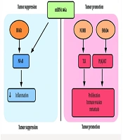 Middle East J Rehabil Health Stud