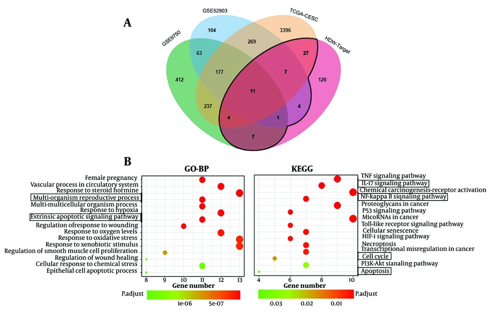 Enrichment analysis for the overlapping target genes of <i>Hedyotis diffusa</i> Willd (HDW) and cervical cancer. A, Venn diagram of the overlapping targets of HDW and CESC, the black line surrounds the intersecting genes; B, GO-BP enrichment analysis results showed that the multi-organism reproductive process and extrinsic apoptotic signaling pathway were significantly enriched. Kyoto Encyclopedia of Genes and Genomes (KEGG) enrichment analysis results showed that HDW may regulate IL-17, NF-κB, cell cycle and apoptosis signaling pathways in CESC. Enrichment analysis for the overlapping target genes of <i>Hedyotis diffusa</i> Willd (HDW) and cervical cancer. A, Venn diagram of the overlapping targets of HDW and CESC, the black line surrounds the intersecting genes; B, GO-BP enrichment analysis results showed that the multi-organism reproductive process and extrinsic apoptotic signaling pathway were significantly enriched. Kyoto Encyclopedia of Genes and Genomes (KEGG) enrichment analysis results showed that HDW may regulate IL-17, NF-κB, cell cycle and apoptosis signaling pathways in CESC.
