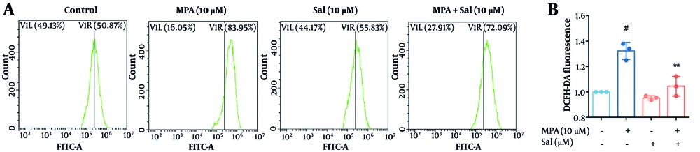 Schisanhenol (Sal) inhibited mycophenolic acid (MPA)-induced reactive oxygen species (ROS) overaccumulation. After 24 hours of treatment with 10 μM Sal and 10 μM MPA, A, the H2DCFDA probe was loaded and the average fluorescence intensity was detected by flow cytometry to assess intracellular ROS levels. B, quantification of A. ** P < 0.01 significantly different from MPA group. # P < 0.05 significantly different compared to the control group. The data are shown as the mean ± SD of n = 3. Schisanhenol (Sal) inhibited mycophenolic acid (MPA)-induced reactive oxygen species (ROS) overaccumulation. After 24 hours of treatment with 10 μM Sal and 10 μM MPA, A, the H2DCFDA probe was loaded and the average fluorescence intensity was detected by flow cytometry to assess intracellular ROS levels. B, quantification of A. ** P < 0.01 significantly different from MPA group. # P < 0.05 significantly different compared to the control group. The data are shown as the mean ± SD of n = 3.