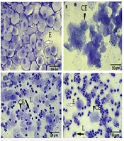 J Kermanshah Univ Med Sci