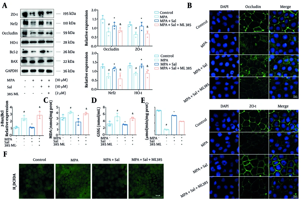 Inhibition of Nrf2 abolished the antioxidant and anti-barrier damage effects of Schisanhenol (Sal). A, after 24 hours of treatment with Sal (5, 10, 25 μM) and 10 μM mycophenolic acid (MPA), Bax, Bcl-2, occludin, ZO-1, Nrf2 and HO-1 protein levels were detected by Western blot; B, immunofluorescence experiments were performed to determine the expression and distribution of occludin and ZO-1. DAPI showed blue fluorescence, occludin and ZO-1 showed green fluorescence; The kit detected C, MDA; D, GSSG; E, CAT; F, the H2DCFDA probe was loaded and detected by fluorescence inverted microscope to assess intracellular reactive oxygen species (ROS) levels. * P < 0.05 significantly different from MPA group. # P < 0.05 significantly different from control group. & P < 0.05 significantly different from MPA + Sal group. The data are shown as the mean ± SD of n = 3. Inhibition of Nrf2 abolished the antioxidant and anti-barrier damage effects of Schisanhenol (Sal). A, after 24 hours of treatment with Sal (5, 10, 25 μM) and 10 μM mycophenolic acid (MPA), Bax, Bcl-2, occludin, ZO-1, Nrf2 and HO-1 protein levels were detected by Western blot; B, immunofluorescence experiments were performed to determine the expression and distribution of occludin and ZO-1. DAPI showed blue fluorescence, occludin and ZO-1 showed green fluorescence; The kit detected C, MDA; D, GSSG; E, CAT; F, the H2DCFDA probe was loaded and detected by fluorescence inverted microscope to assess intracellular reactive oxygen species (ROS) levels. * P < 0.05 significantly different from MPA group. # P < 0.05 significantly different from control group. & P < 0.05 significantly different from MPA + Sal group. The data are shown as the mean ± SD of n = 3.