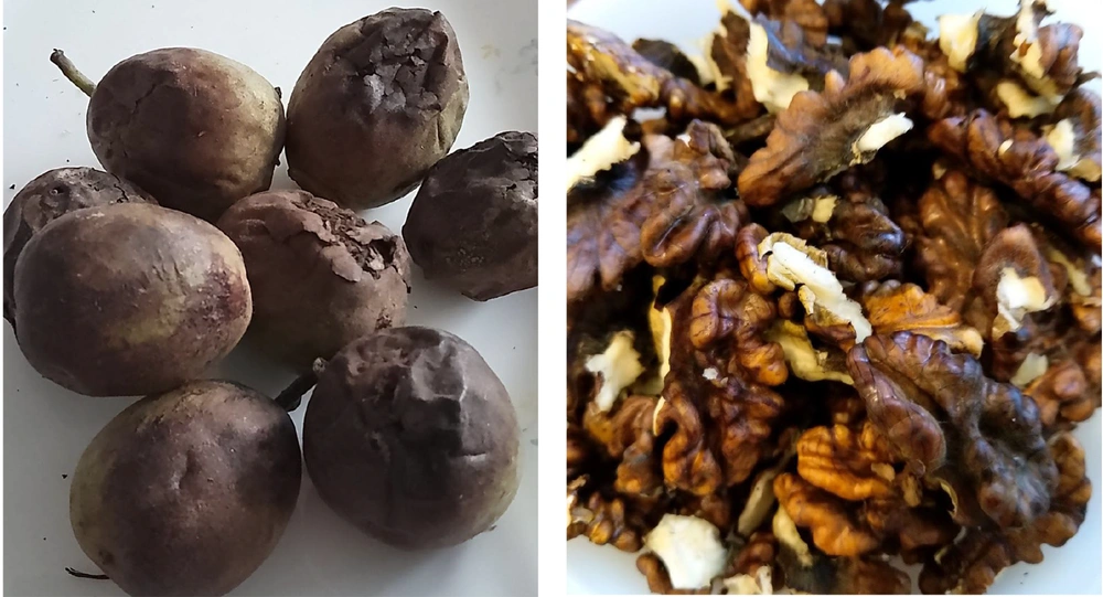 <i>Juglans nigra</i>, black walnut <i>Juglans nigra</i>, black walnut