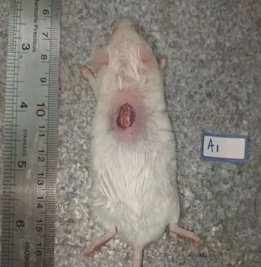 Wound excised on the back of the examined mouse Wound excised on the back of the examined mouse