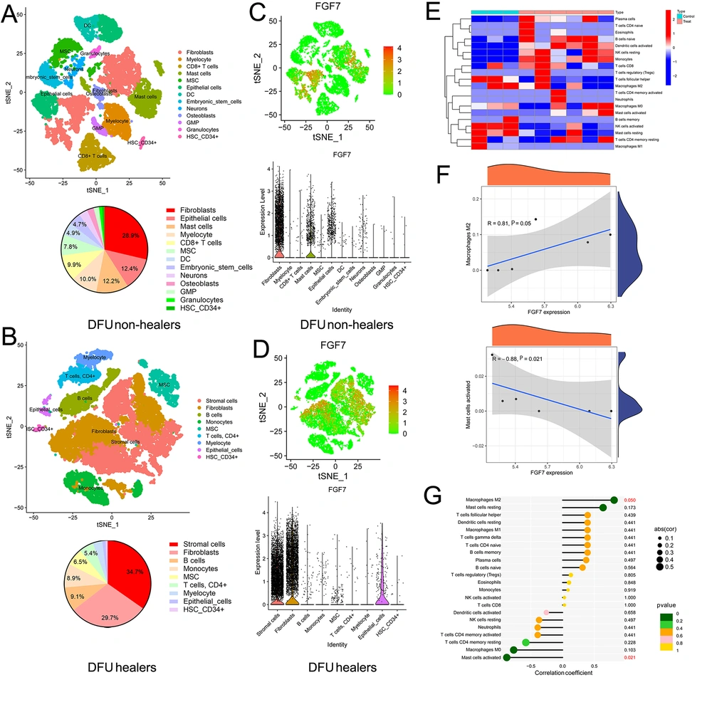 Single-cell transcriptomic and immune cell analysis of diabetic foot ulcers (DFUs): A, the cellular landscape of DFU non-healers by analyzing single-cell transcriptomic datasets of DFUs (GSE165816). The cell clusters were annotated according to various canonical markers based on the expression of specific markers, and we also calculated the proportion of different cells; B, the cellular landscape of DFU healers. We annotated various cell clusters according to the expression of specific markers and calculated the proportion of different cells; C, the expression of FGF7 in different cells of DFU non-healers; D, the expression of FGF7 in different cells of DFU healers; E, analysis of immune cell levels in 3 diabetic foot skin (DFS) tissues and 6 DFU tissues based on DFU datasets; F, correlation analysis between the expression of FGF7 and the level of M2 macrophages, and the correlation between the expression of FGF7 and the level of activated mast cells; G, the lollipop chart shows the correlation between the expression of FGF7 and all immune cells. Single-cell transcriptomic and immune cell analysis of diabetic foot ulcers (DFUs): A, the cellular landscape of DFU non-healers by analyzing single-cell transcriptomic datasets of DFUs (GSE165816). The cell clusters were annotated according to various canonical markers based on the expression of specific markers, and we also calculated the proportion of different cells; B, the cellular landscape of DFU healers. We annotated various cell clusters according to the expression of specific markers and calculated the proportion of different cells; C, the expression of FGF7 in different cells of DFU non-healers; D, the expression of FGF7 in different cells of DFU healers; E, analysis of immune cell levels in 3 diabetic foot skin (DFS) tissues and 6 DFU tissues based on DFU datasets; F, correlation analysis between the expression of FGF7 and the level of M2 macrophages, and the correlation between the expression of FGF7 and the level of activated mast cells; G, the lollipop chart shows the correlation between the expression of FGF7 and all immune cells.