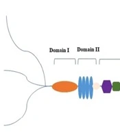 Zahedan J Res Med Sci