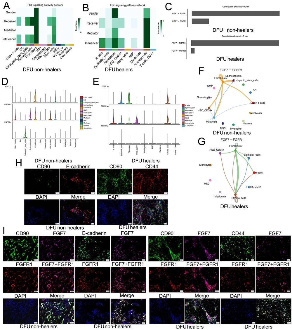 Exploring the fibroblast growth factor (FGF) pathway of diabetic foot ulcers (DFUs) involved by FGF7 and mIHC validation: A, in DFU non-healers, we analyzed the roles of different cells in the FGF signaling pathway network, including sender, receiver, influencer, and mediator; B, we analyzed the roles of different cells in the FGF signaling pathway network of DFU healers, including sender, receiver, influencer, and mediator; C, the contribution of FGF7-FGFR1 and FGF7-FGFR2 in DFUs; D, expression of FGF7 and its receptor FGFR1 and FGFR2 in DFU non-healers; E, expression of FGF7 and its receptor FGFR1 and FGFR2 in DFU healers; F, intercellular communication involved in the FGF7-FGFR1 signaling pathway in DFU non-healers; G, intercellular communication involved in the FGF7-FGFR1 signaling pathway in DFU healers; H, mIHC assay confirmed the presence of crosstalk in fibroblasts, epithelial cells, and stromal cells; I, in DFU non-healers and DFU healers, the mIHC assay showed that FGF7 and FGFR1 co-expressed in CD90+ fibroblasts, E-cadherin+ epithelial cells, and CD44+ stromal cells. Exploring the fibroblast growth factor (FGF) pathway of diabetic foot ulcers (DFUs) involved by FGF7 and mIHC validation: A, in DFU non-healers, we analyzed the roles of different cells in the FGF signaling pathway network, including sender, receiver, influencer, and mediator; B, we analyzed the roles of different cells in the FGF signaling pathway network of DFU healers, including sender, receiver, influencer, and mediator; C, the contribution of FGF7-FGFR1 and FGF7-FGFR2 in DFUs; D, expression of FGF7 and its receptor FGFR1 and FGFR2 in DFU non-healers; E, expression of FGF7 and its receptor FGFR1 and FGFR2 in DFU healers; F, intercellular communication involved in the FGF7-FGFR1 signaling pathway in DFU non-healers; G, intercellular communication involved in the FGF7-FGFR1 signaling pathway in DFU healers; H, mIHC assay confirmed the presence of crosstalk in fibroblasts, epithelial cells, and stromal cells; I, in DFU non-healers and DFU healers, the mIHC assay showed that FGF7 and FGFR1 co-expressed in CD90+ fibroblasts, E-cadherin+ epithelial cells, and CD44+ stromal cells.