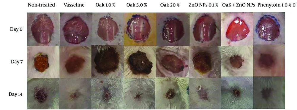 Experimental animal groups were treated, and the wound healing process was photographed on days 0, 7, and 14. Experimental animal groups were treated, and the wound healing process was photographed on days 0, 7, and 14.