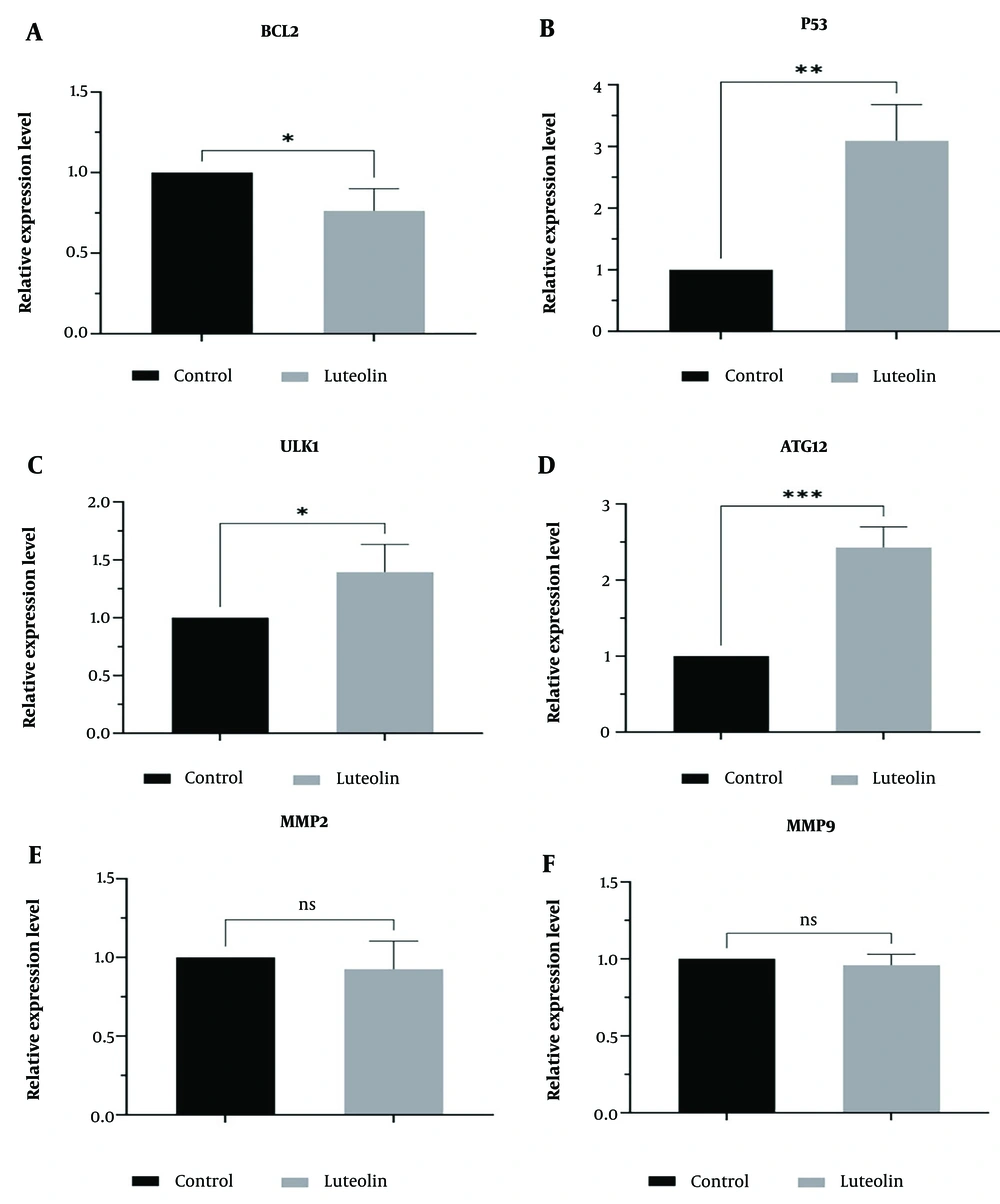 The relative expression of BCL2 (A), P53 (B), ULK1 (C), ATG12 (D), MMP2 (E), and MMP9 (F) was examined by RT-PCR at 48 h and normalized to GAPDH mRNA level post-treatment of EJ138 bladder cancer (BC) cells with luteolin. (* P-value < 0.05, ** P-value < 0.01, and *** P-value < 0.001). The relative expression of BCL2 (A), P53 (B), ULK1 (C), ATG12 (D), MMP2 (E), and MMP9 (F) was examined by RT-PCR at 48 h and normalized to GAPDH mRNA level post-treatment of EJ138 bladder cancer (BC) cells with luteolin. (* P-value < 0.05, ** P-value < 0.01, and *** P-value < 0.001).