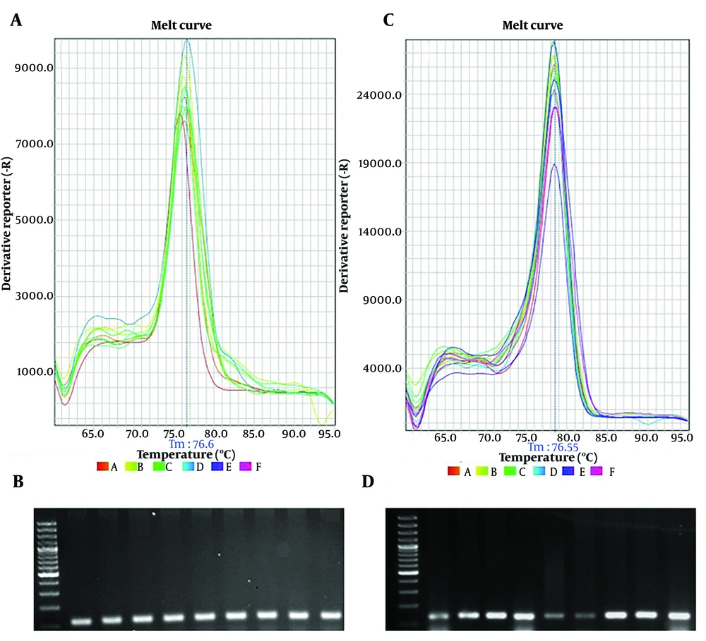 A, the melt curve of vascular endothelial growth factor (VEGF) primers confirmed the peak corresponding to the VEGF gene. B, agarose gel electrophoresis showed the 119 bp length of VEGF real-time products. C, the melt curve of matrix metalloproteinase 2 (MMP2) primers confirmed the peak corresponding to the MMP2 gene. D, agarose gel electrophoresis showed the 139 bp length of MMP2 real-time products. A, the melt curve of vascular endothelial growth factor (VEGF) primers confirmed the peak corresponding to the VEGF gene. B, agarose gel electrophoresis showed the 119 bp length of VEGF real-time products. C, the melt curve of matrix metalloproteinase 2 (MMP2) primers confirmed the peak corresponding to the MMP2 gene. D, agarose gel electrophoresis showed the 139 bp length of MMP2 real-time products.